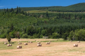 Acres of hay field with newly-cut and rolled hay ready for the bundler that will wrap them in plastic for storage.