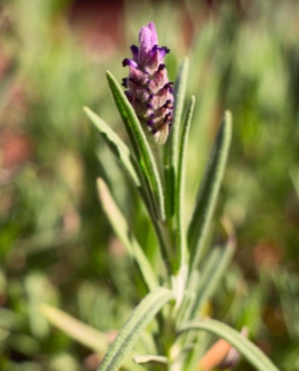 Beautiful summer lavender blooms against a blurred green background.