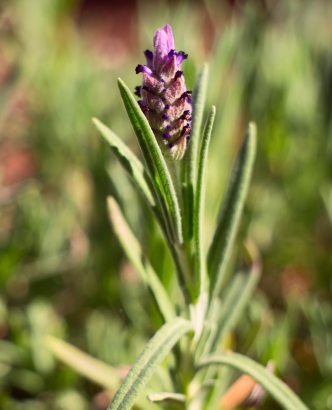 Beautiful summer lavender blooms against a blurred green background.